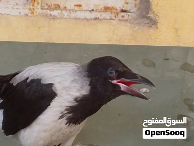 بيع أو مراوس غراب مخلف اليف لمراوس ابطير بلبل أو كناري