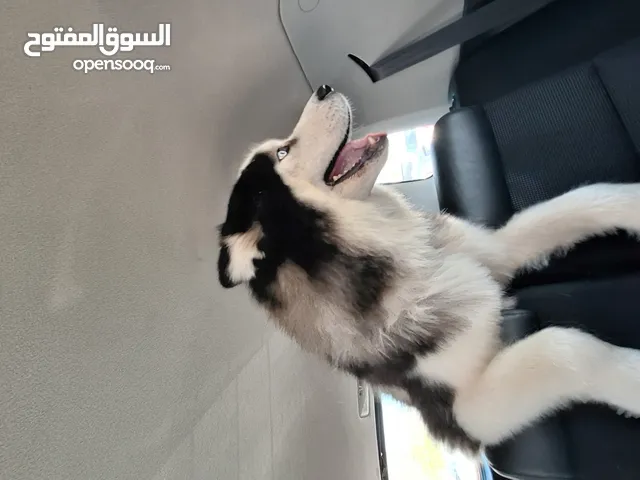 15 Month Old Husky (Foxy)