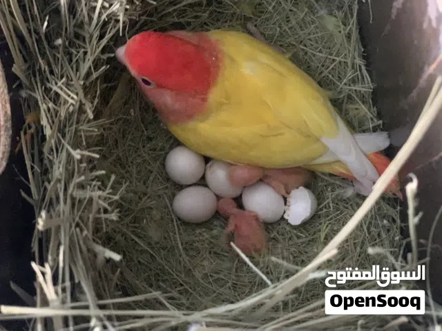 متاح طيور غندور اوبلاين اصفر راس احمر تبزير عراقي