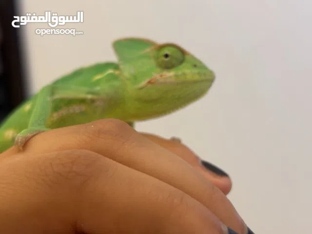 Chameleon bioactive cage for sale with chameleon