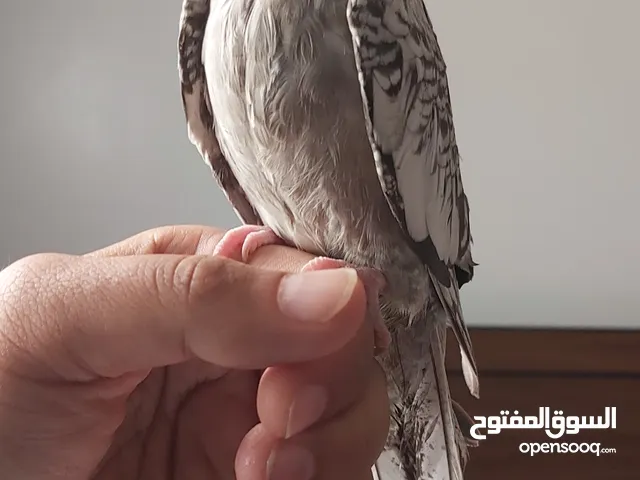 Cockateil Parrot