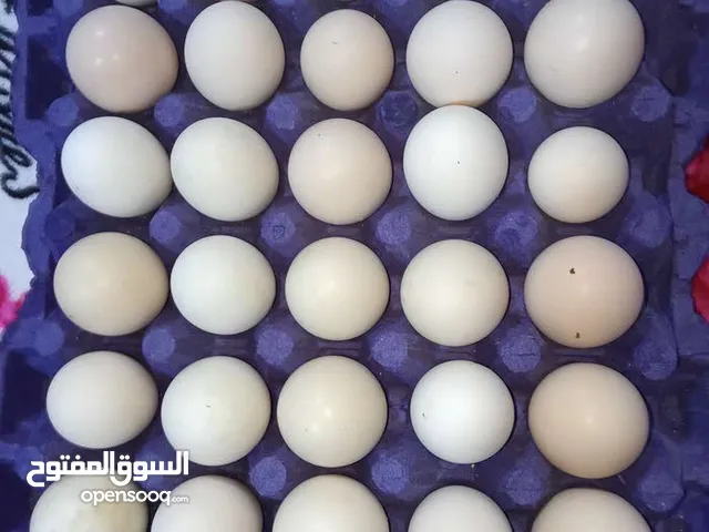 مطلوب بيض عرب نص طبقه ملقح كامل