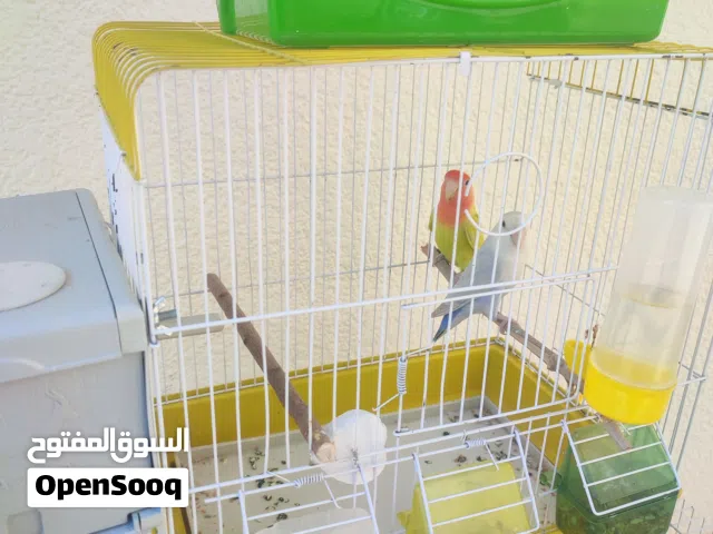 زوز كوبيات روز الله ايبارك حجم والنظافه واتيات بادن الله ومعاهم ذكر كيف كابر قريب يجهز حتي هوا