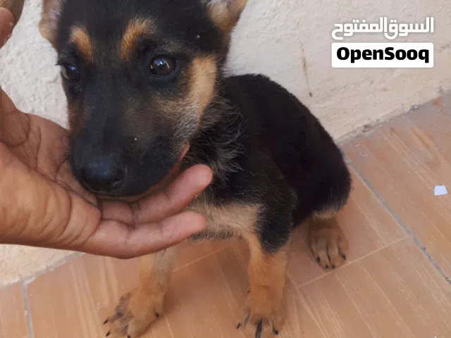 كلاب برجي صغار للبيع اخلط هز بايك