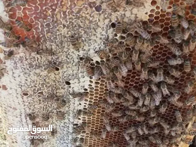 عسل نحل بلدي عضوي  مكفول