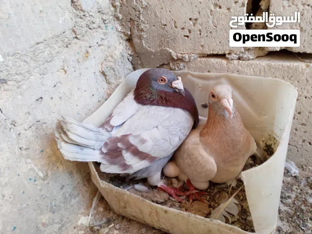 اربع جواز وفحل