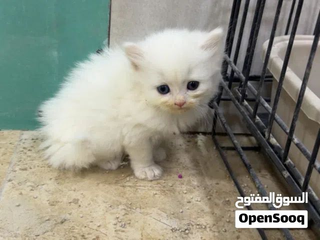 قطط شهر ونصف العمر