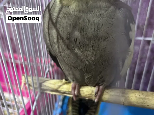 طيور كوكتيل
