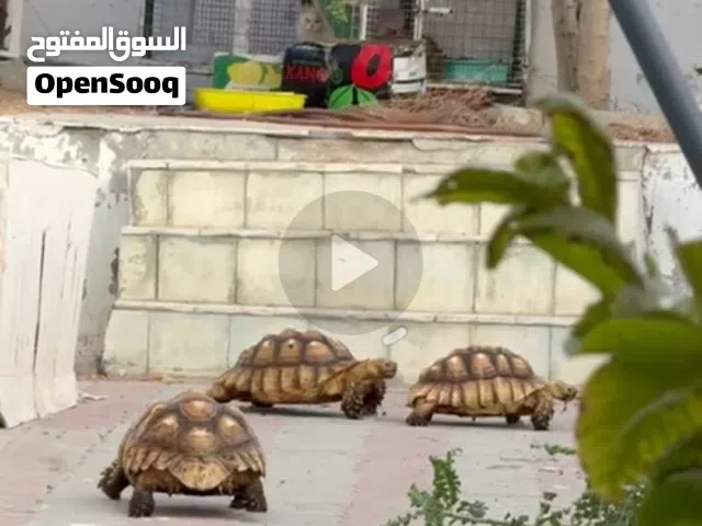 سلاحف السولكات العملاقه العدد 4العمر 5 سنوات تقريب