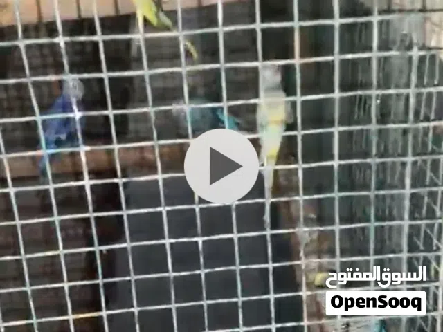 متوفر طيور بادجي  ورز و زيبرا لبيع دفعه وحده