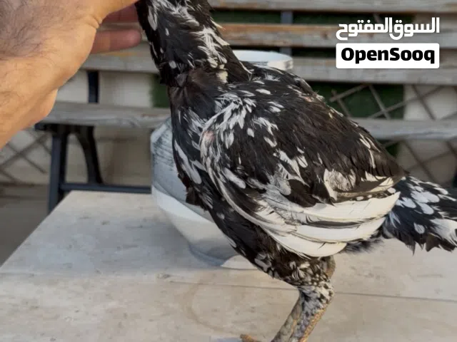 بنجابية نسل ميدان