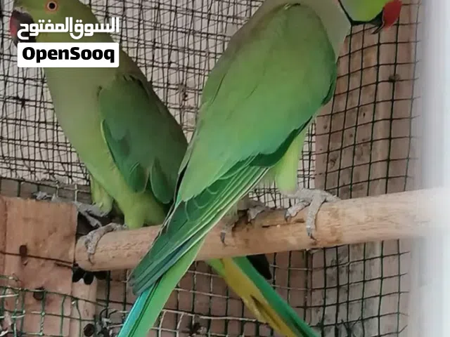 بغبغاء دره زوج منتج ممضون