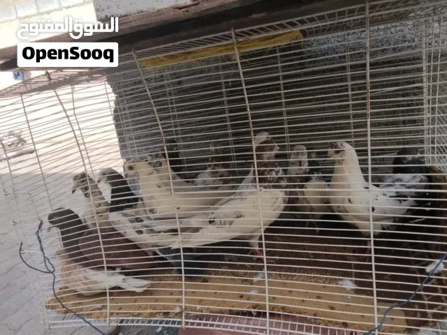 للبيع حمام زاجل