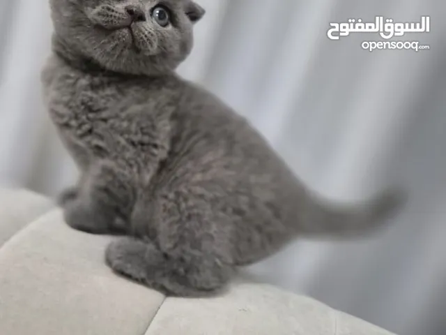 اسكوتش فولد مطعمين ومعهم جوازات اناث من سلالة نقية وام واب اسكوتش فولد متدربين جيدا