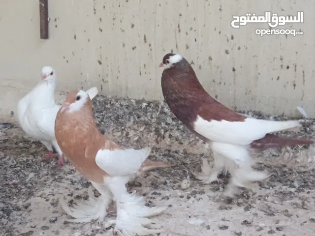 حمام زينه نفاخ ومدينه   الزوج 20قابل