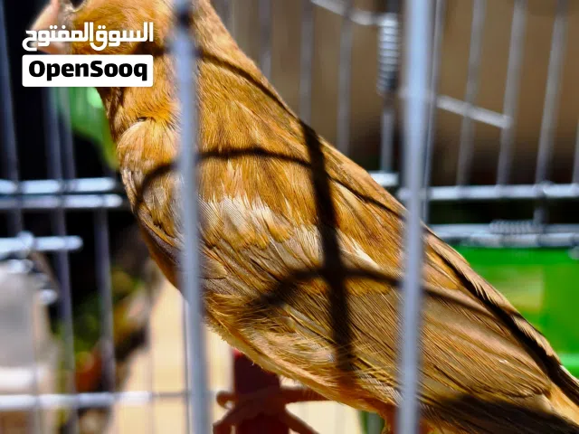 ذكر كناري انتاج اوروبي ماشاء الله