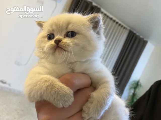 قطه شانشيلا مكس سكوتش ستريت عمرها 43 يوم قابل للتفاوض بشئ بسيط