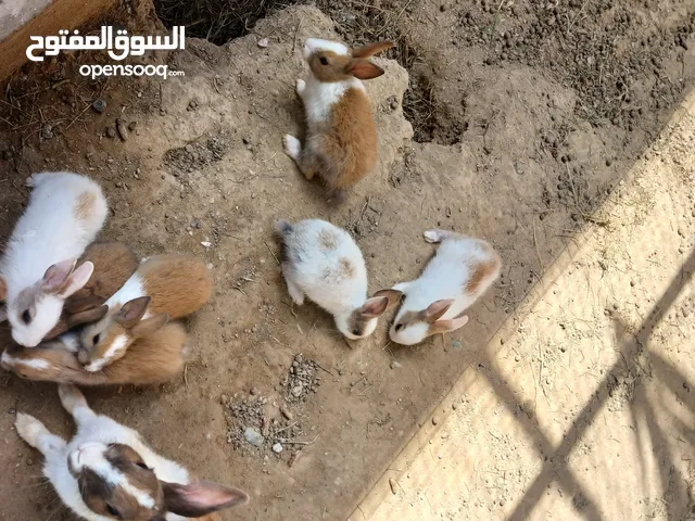 +أرانب صغار عماني بدون تهجين