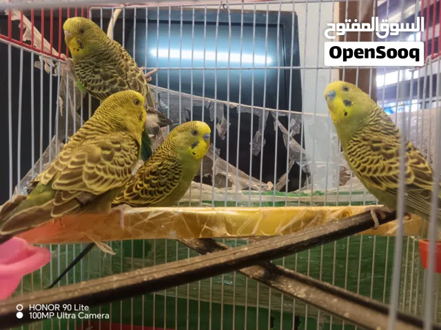 للبيع طيور بادجي حب