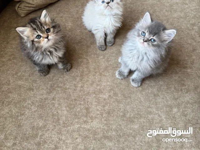 شيرازي للبيع