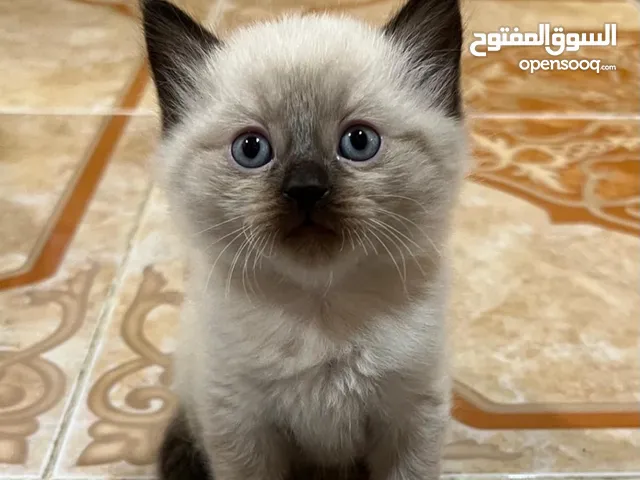 قط هملايا العمر شهرين