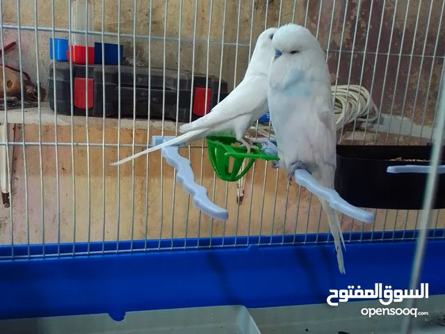 طيور هوجو رومو حب وطيور حب انجليزي ولا طيور صحه ونظافه وجوده
