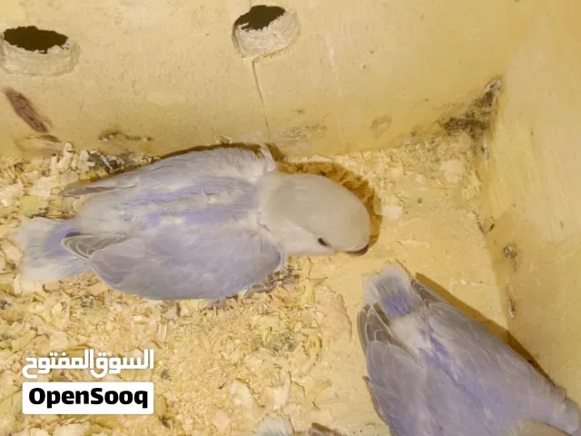 طيور روز فراخ للزق اليدوي اجمل الالوان صحه ونظافه باقي (2)