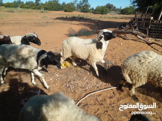 خرافان اللبيع في القربوللي