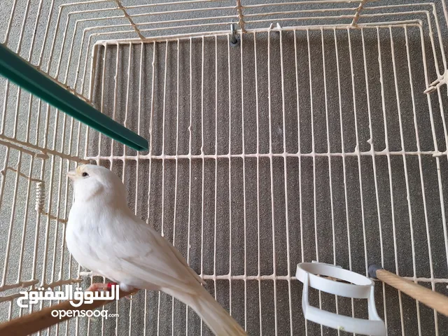 عصفور كناري ب 140 انثى