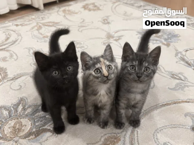 قطط للتبني شعراوي على بلدي للتبني للي يقدرون يربون