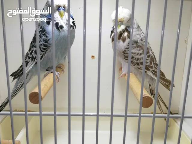 للبيع زوج بادجي انجليزي فل انجلش حجم جامبو