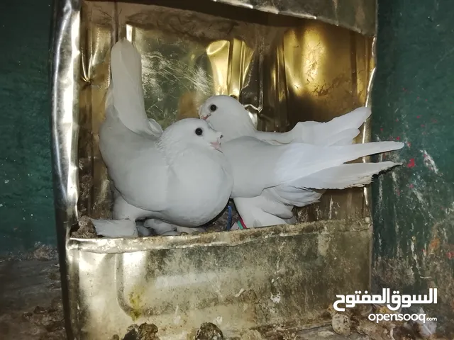 جوز مكويات