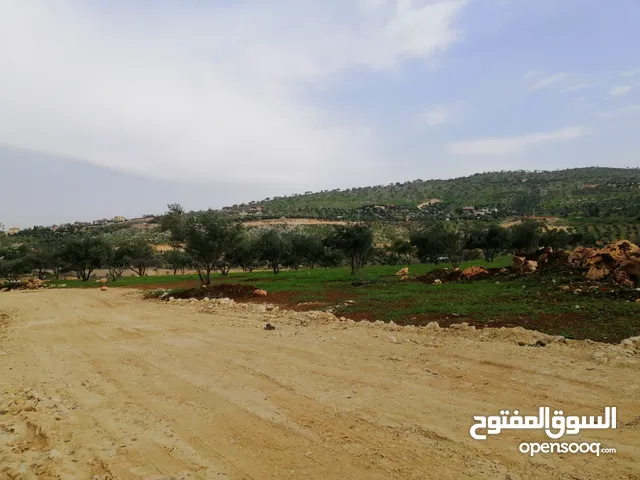 Farm Land for Sale in Zarqa Al-Alouk