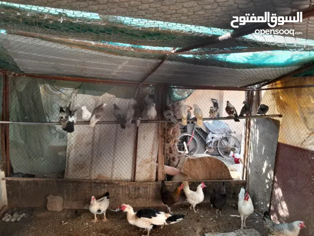 للبيع حقم محليه