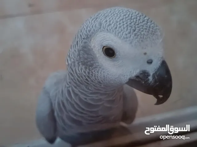 ببغاء كاسكو