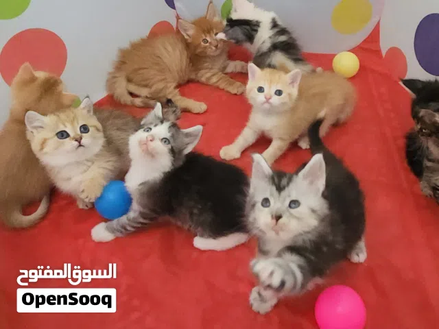 Luxury kittens