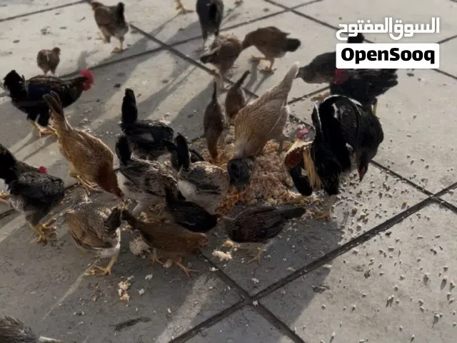 دجاج كويتي عمر 6 اشهر