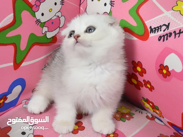 سكوتش بيور 100%