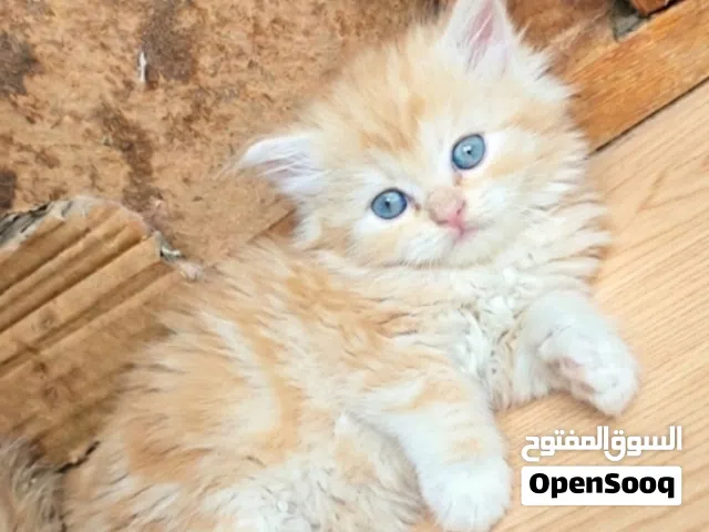 قط شيرازي اشقر