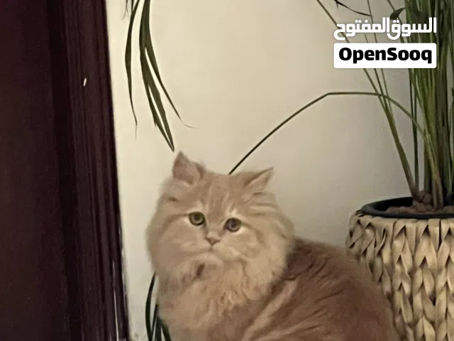 قط شيرازي مون فيس 6 شهور