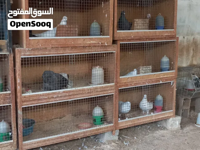 بارتيات حمام لوح مستعملات