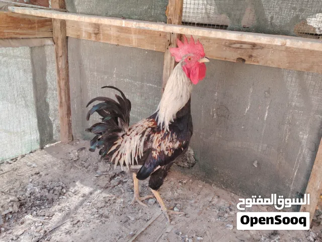 ديج شوكي عرب اصلي ذيل نسل  سعر 10 الف قفل مكاني ابو الخصيب
