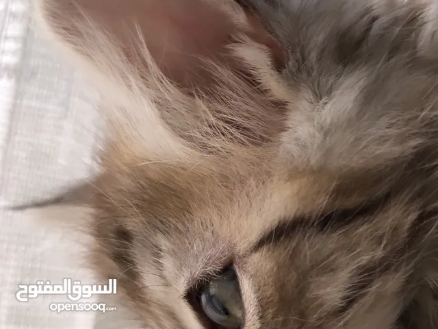 قطه شيرازي من ام هامالايا