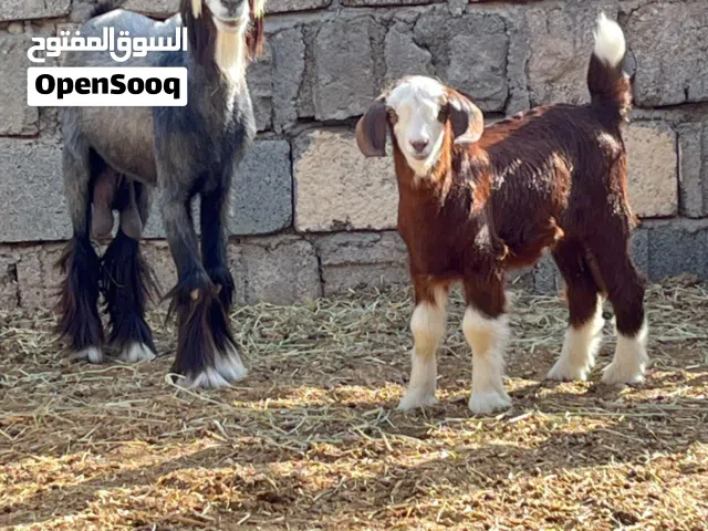 شاه تحتها سخله للبيع