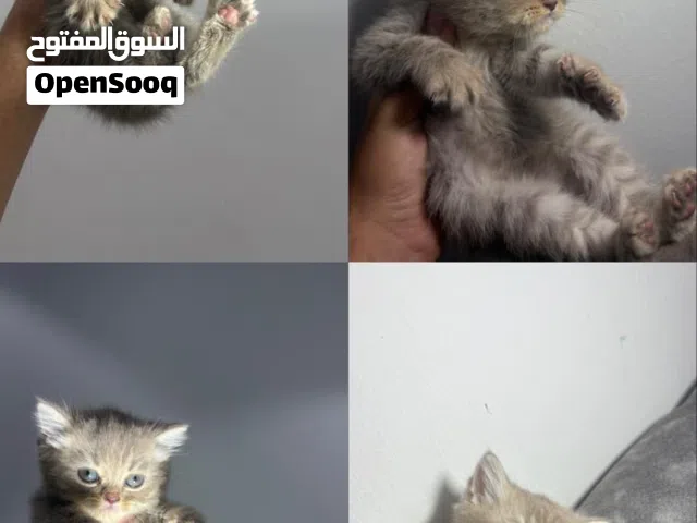 للبيع كتن سكوج ستريت