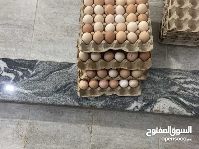 دحي دجاج عربي مخصب
