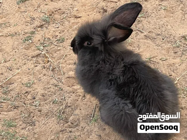 الرنب اسادي مشاءالله للبيع السعره حرق
