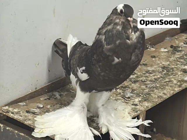 حمام نفاخ للبيع