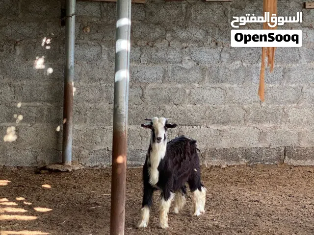 صخال 2سمان ماشاء الله محليات