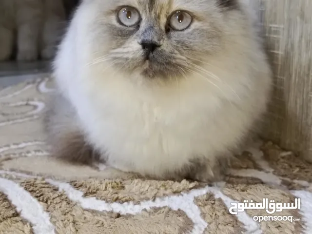 قطط شيرازي هملايه بيرشن سعر لوحده 25